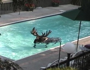 Moose in a swimming pool
