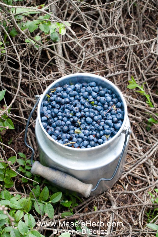 How-to-pick-wild-blueberries-4